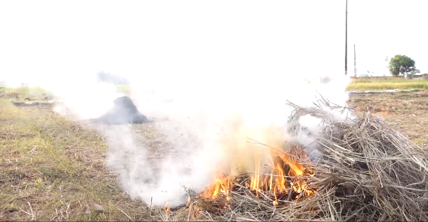 Video: Hà Nội sắp cấm đốt rơm, rạ ở các quận, huyện có trồng lúa
