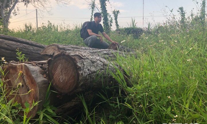 8 tấn gỗ lậu mất tích bí ẩn: Kết quả xác minh của Sở NN&PTNT Gia Lai