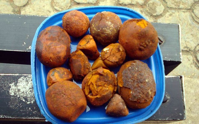 Cơn sốt săn lùng thần dược sỏi Ngưu hoàng chữa đột quỵ và ung thư?