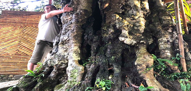 Kỳ bí 3 cây vải khổng lồ có từ thời ‘Đẻ đất đẻ nước’ giữa rừng Pù Luông