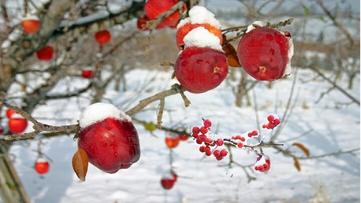 Quy trình khó tin trồng táo mặt trời đắt nhất thế giới