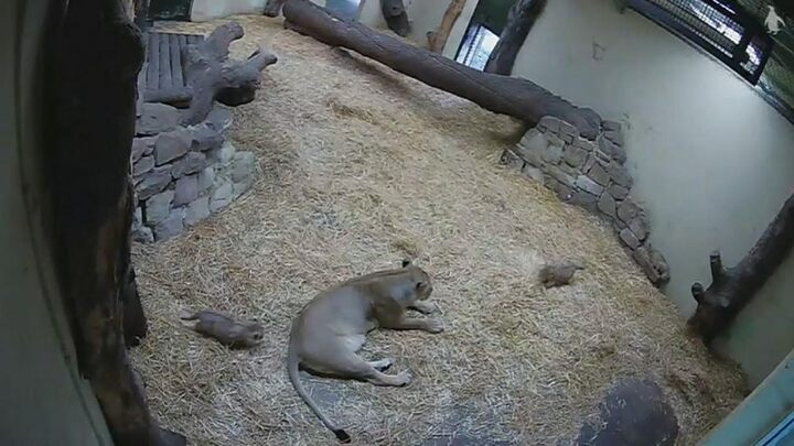 Video: Sư tử con ú òa, sư tử mẹ khiếp vía