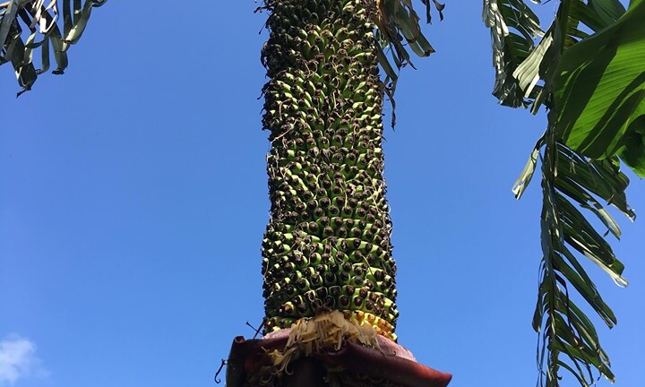 Dân Hà Tĩnh đổ xô đi xem cây chuối lạ trổ buồng hơn 350 nải