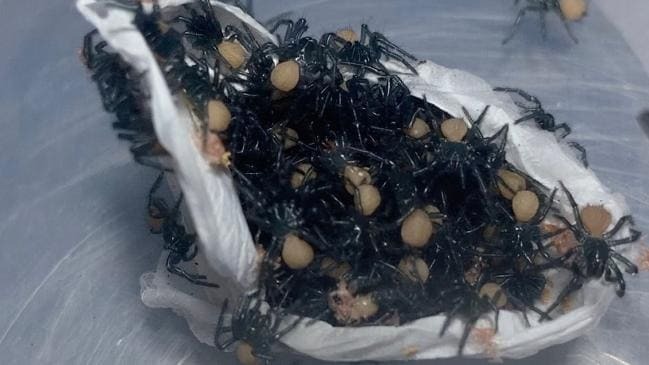 Rùng mình khoảnh khắc hàng trăm con nhện cực độc chui ra khỏi bọc trứng