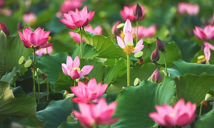 Thi sỹ Hoàng Nhuận Cầm 'Viết chờ sen lên' cùng tác giả Trần Nam Phong