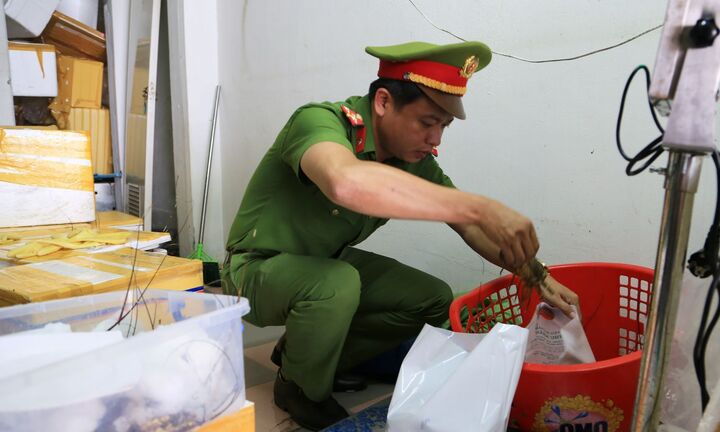 Đà Nẵng phát hiện tôm hùm bị gian thương bơm tạp chất