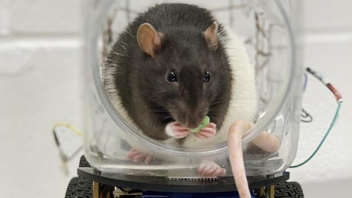 Video: Các nhà khoa học Mỹ dạy chuột lái xe tìm thức ăn