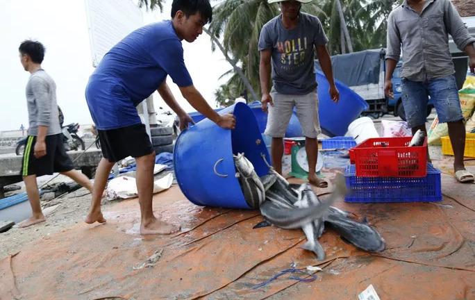 Chạy bão số 5, ngư dân chịu lỗ hàng trăm triệu đồng, bán tống bán tháo tôm hùm, cá bớp