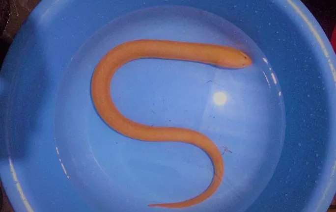 Bắt được loài 'sâm động vật' quý hiếm ở Quảng Bình