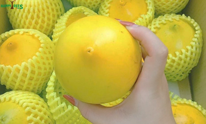 Bí mật chưa từng biết về vú sữa hoàng kim 1 triệu đồng/kg