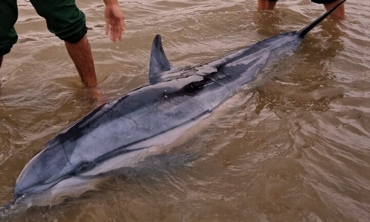 3 tiếng đồng hồ ‘hộ tống’ cá heo mắc cạn ra biển Cửa Đại