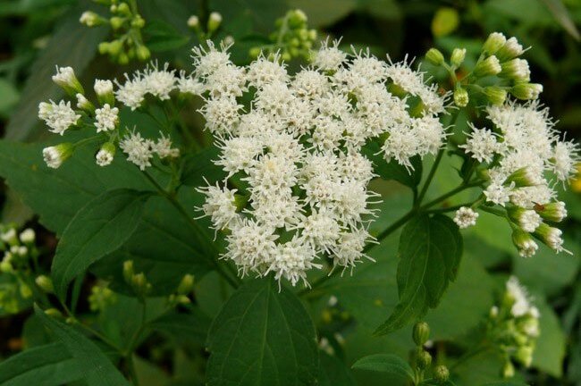 Chạm nhẹ vào những loại cây này, bạn có thể thiệt mạng