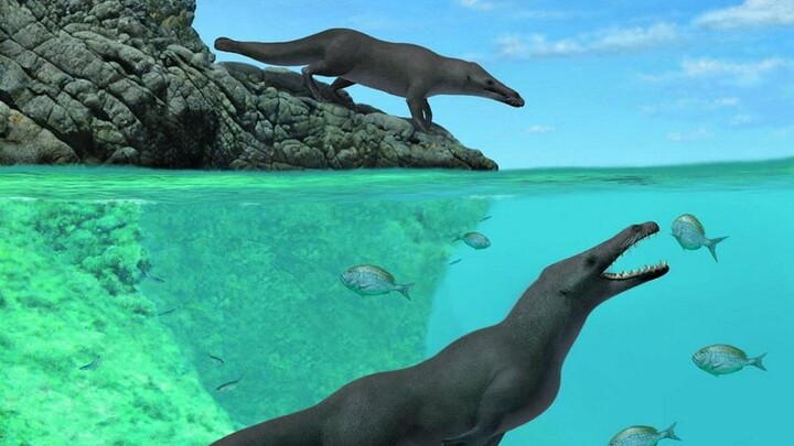 Loài cá voi có chân, đi lại và bơi lội đều giỏi