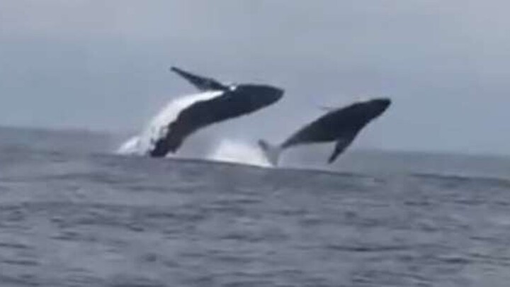 Video: Hai mẹ con cá voi lưng gù 'nhảy đôi' cực ngoạn mục