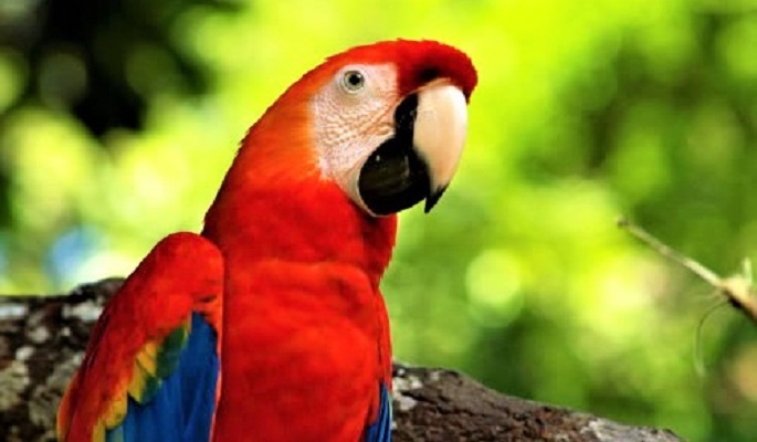 Tại sao vẹt có thể nói như con người?