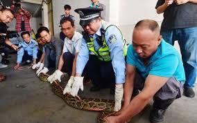 Trăn nặng 20 kg sa lưới sau 10 năm bị rình bắt