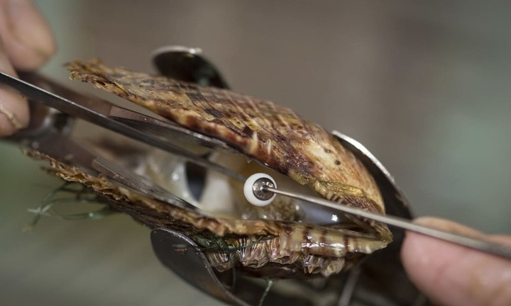 Nghề nuôi trai lấy ngọc siêu tỉ mỉ ở Nhật Bản