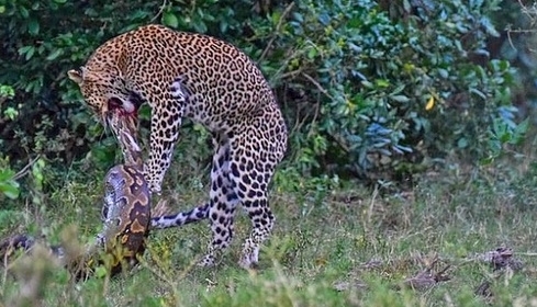 Trăn đá bị đòn chí mạng vào hộp sọ khi tìm cách siết báo hoa mai