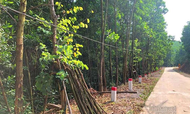 Chuyện lạ ở Cẩm Phả: Hàng trăm cây hoa ban dọc đường 16 tỷ, khi quyết toán không ai nhận trồng