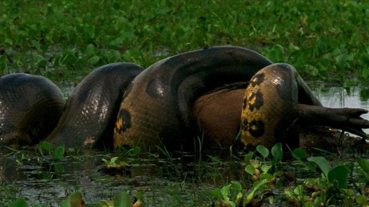 Video: Trăn khổng lồ tấn công chớp nhoáng lấy mạng nai rừng