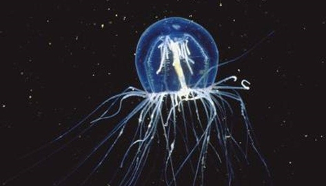 Sứa Turritopsis dohrnii - loài động vật bất tử trên Trái Đất