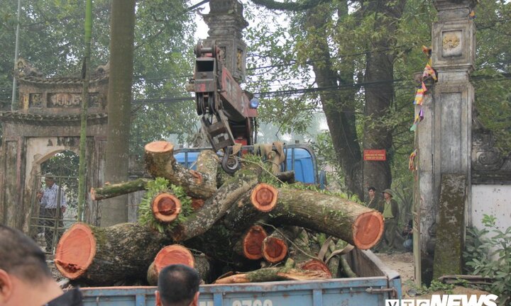 Đại hạ giá chục tỷ đồng, 5 tấn gỗ sưa ở Hà Nội vẫn không ai mua