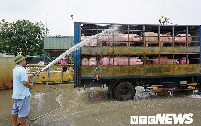 Lợn nhập lậu tràn qua biên giới, QLTT ra công văn khẩn