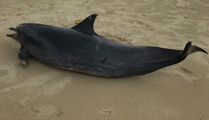 Phát hiện xác cá heo 60kg dạt vào bờ biển Quảng Ngãi