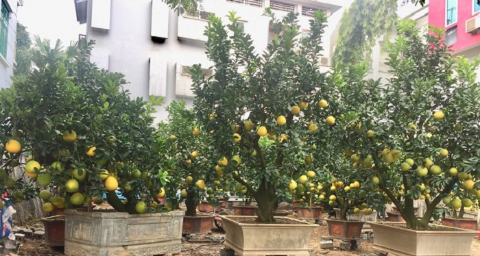 Đào Tết, bưởi cảnh 'xuống phố' sớm, khách Hà Nội thích thú hỏi mua