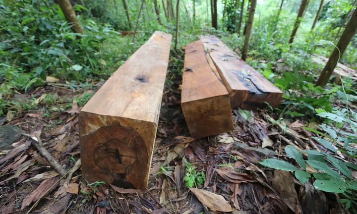 Hàng chục cây cổ thụ ở Sông Tranh bị ‘xẻ thịt': Kiểm lâm, BQL rừng đang xác minh