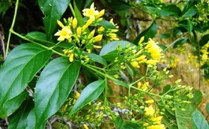 Giận chồng, vợ vào rừng ăn lá ngón tự tử