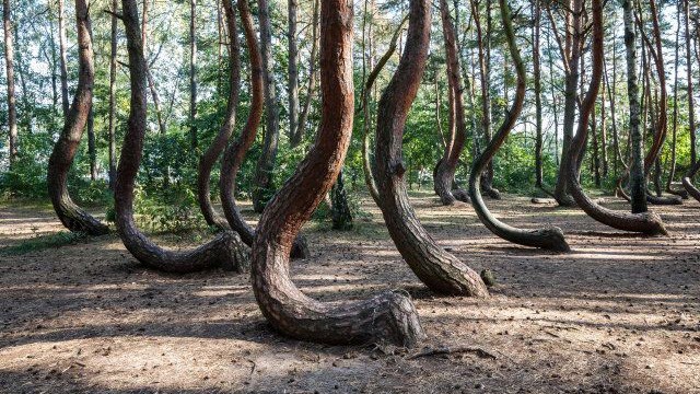 Vì sao rừng cây ở Ba Lan bị 'bẻ cong'?