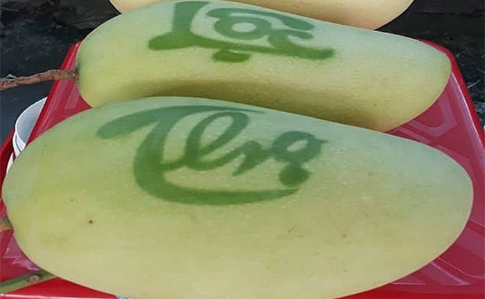 300.000 đồng một trái xoài 'nhả chữ'