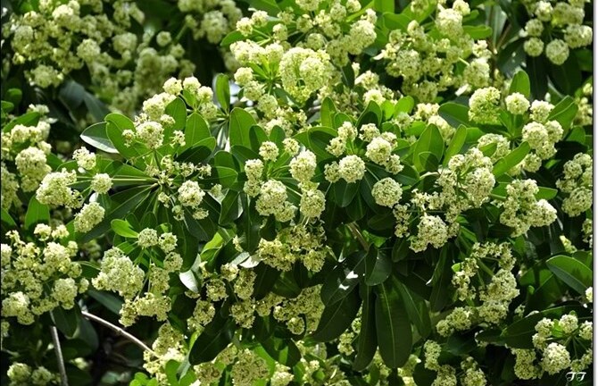 Bác sĩ cảnh báo: Ngửi hoa sữa nhiều dễ bị dị ứng, khó thở và phát ban