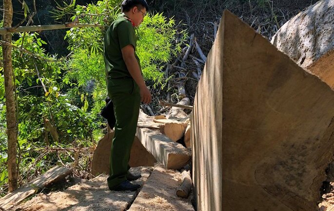 Thống kê lượng gỗ bị lâm tặc chặt trong rừng đặc dụng Nam Kar: 3 cơ quan, 3 số liệu
