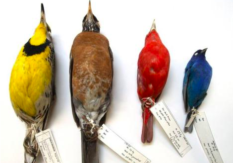 Biến đổi khí hậu, các loài chim nhỏ dần và có nguy cơ tuyệt chủng vào năm 2100