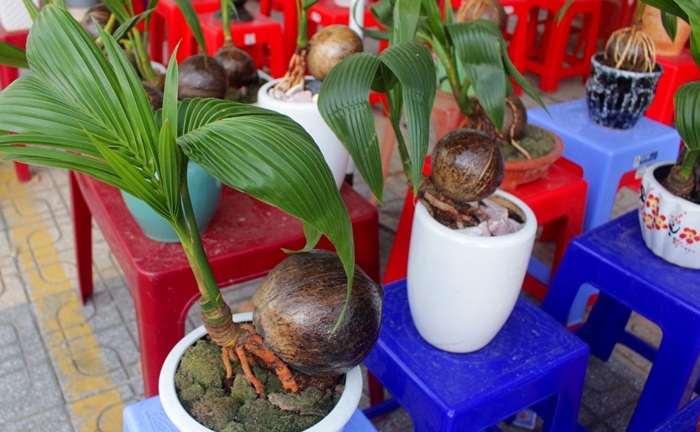 Mãn nhãn bonsai dừa mini siêu độc chơi Tết