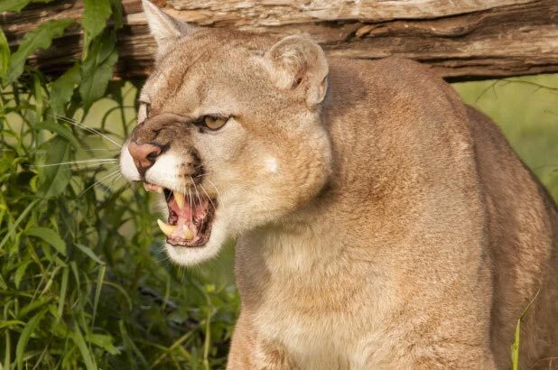 Người phụ nữ dũng cảm cạy miệng sư tử cứu cún cưng