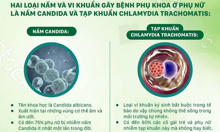 Nguy cơ viêm nhiễm phụ khoa từ các loại vi khuẩn và nấm trong ngày 'đèn đỏ'