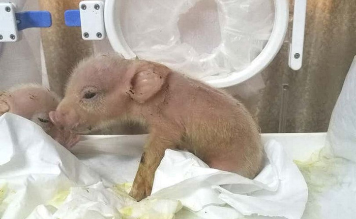 Hai chú lợn lai khỉ đầu tiên trên thế giới chào đời ở Trung Quốc