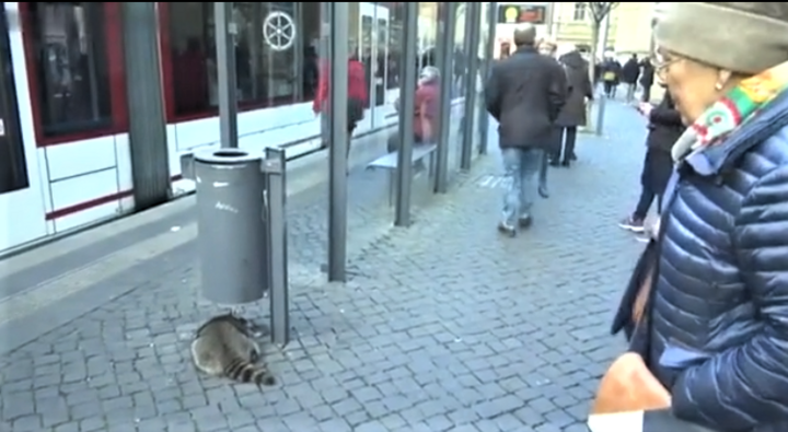 Gấu trúc Bắc Mỹ say rượu, ngủ lăn quay giữa đường