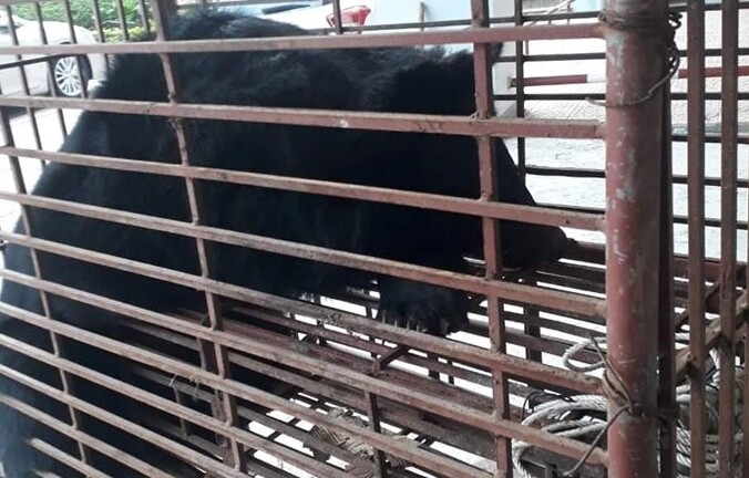 Khởi tố vụ xe taxi vận chuyển gấu ngựa nặng hơn 1 tạ đi tiêu thụ