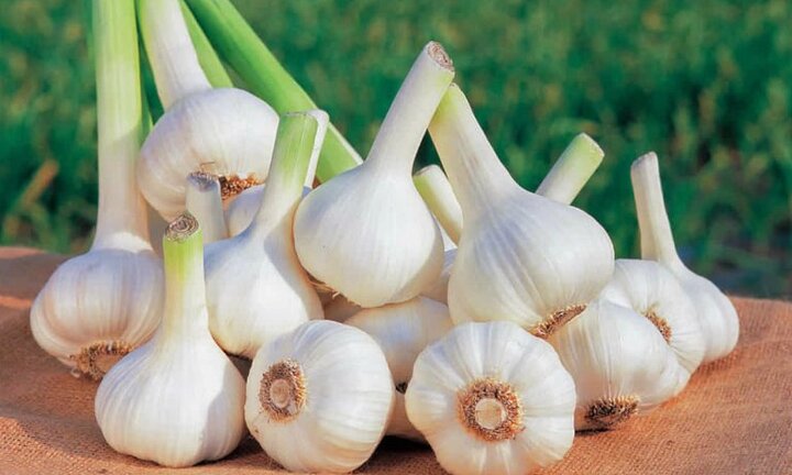 Những lợi ích của tỏi với sức khỏe trẻ em