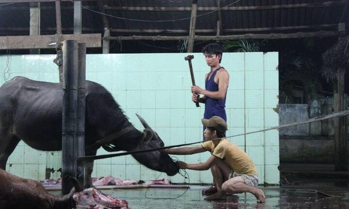 Trâu điên húc chết người ở Đồ Sơn: Giải mã chuyện ‘trâu báo oán’ ở làng mổ trâu lớn nhất Việt Nam