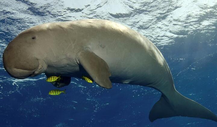 Đau lòng chuyện ăn thịt 'nàng tiên cá' dưới biển để... sung mãn ở Phú Quốc