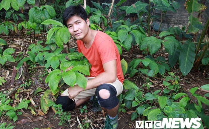 Đánh thức ‘báu vật’ trong rừng: Khi nào người Việt được ăn ‘khoai sâm’ bổ dưỡng?