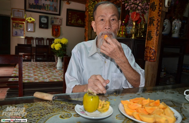 Chuyện thú vị quanh những cây hồng tiến vua sắp tuyệt chủng ở Phú Thọ