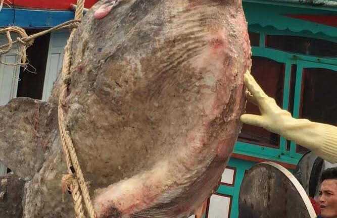 Vừa thả cá mặt trăng hơn tạ mắc lưới xuống biển, ngư dân lại bắt được con khác lớn chưa từng thấy