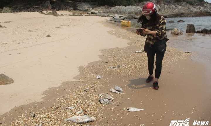 Cá chết hàng loạt ở miền Trung: Giám đốc Sở TN&MT Hà Tĩnh xin rút kinh nghiệm, về suy nghĩ thêm