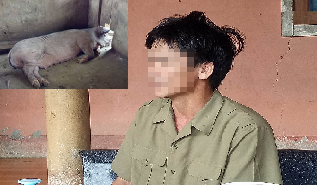 Bắt lợn con đi bán, giám đốc doanh nghiệp bị lợn mẹ cắn nát 'của quý'